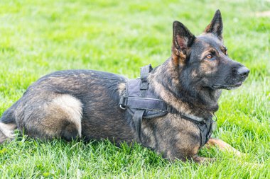 Alman çoban köpeği sınır görevinde, ayarlanabilir tokalar ve yüzüklerle yansıtıcı bir koşum takımı takıyor, açık hava ortamında çimlerin üzerinde yatıyor, öğleden sonra geç saatlerde, doğal ışıklandırma