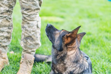 Askeri yorgunluk çeken kişi, Alman çoban köpeği, açık hava manzarası, sabahın erken saatlerinde aydınlatma, sıcak ton, bulanık arka plan, samimi fotoğraf, zemin kat perspektifi.