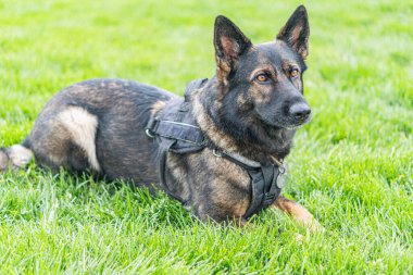 Doğal ışıklandırma ortamında çimenlerin üzerinde koşum takımı ya da koruyucu giysili bir Alman çoban köpeğinin orta boy görüntüsü