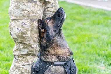 Alman çoban köpeği koruyucu giysiler içinde çimenli arazide duruyor, muhtemelen askeri kamuflajlı bir eşlikçiyle açık hava ortamında, parlak gün ışığında, gizli stil fotoğrafçılık.