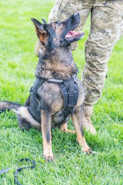 Alman çoban köpeği sınır görevinde, çimlerin üzerinde oturuyor, koşum takımı ve dili açık, kısmen görünür askeri personel kamuflajlı, çimlerle ve yeşilliklerle donatılmış, doğal ışıklandırma, samimi