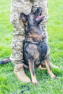 Alman çoban köpeği aktif görevde. Çimenli bir arazide amirleriyle oturuyor. Üzerinde kamuflaj pantolonu ve botları var.