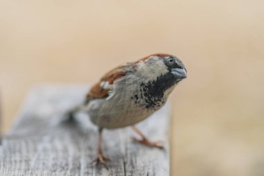 Açık renkli ipuçları taşıyan küçük bir serçe, kahverengi ve siyah, açık havada kayalarla veya çamurla kaplı ahşap bir yüzeye tünemiş kuş yan bakan bir bakışla izleyiciden uzağa odaklanmış.