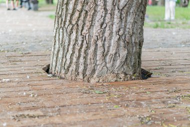 Kalın, yaşlı bir gövdeye sahip bir ağaç, parktaki aşınmış tuğla zemin üzerinde duruyor. Dağılmış yeşil yapraklar, yakın zamanda iki bulanık figürün yakınlarda yürüdüğünü gösteriyor. Olay yeri doğal olarak aydınlanıyor.
