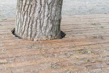 Şehirdeki eski, yıpranmış ağaç Herringbone tuğlası döşemesi Kahverengimsi tuğlalar Kış çıplak ağacı Bulutlu renkler Minimalist estetik doku ve şekil odaklı