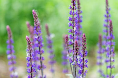Mor lavanta çiçeklerinin çiçek açması, doğallık tarzı, metin ya da insan figürleri yok, bulanık arkaplan, yukarı doğru perspektif