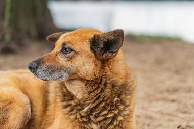 Yaşlanan bir sokak köpeği, muhtemelen melez bir köpek, açık kahverengi bir ceket ve bir işaretli kulak, açık bir ortamda, muhtemelen sonbahar ya da kış, yumuşak ışıklandırma ve rahat bir postu ile samimi bir fotoğraf