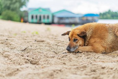 Melez bir köpek yeşil çatılı bir yapının yakınındaki ıslak kumlu bir sahilde dinlenir. Kulağında bir işaret vardır. Sahne huzur ve sükuneti öneriyor...