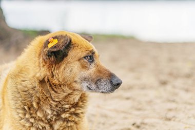 Meraklı bir sokak köpeğinin açık hava fotoğrafı, kabarık bir ceket, kulaklık, hafif ışıklandırma, açık arkaplan.