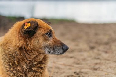 Açık hava sahnesinde kumlu zeminde, dikkatle ve hafifçe yukarı açılı bir sokak köpeği. Bir kulağının üzerine açık renk gölge. Muhtemelen arka planda yeşillik belirtileri var.
