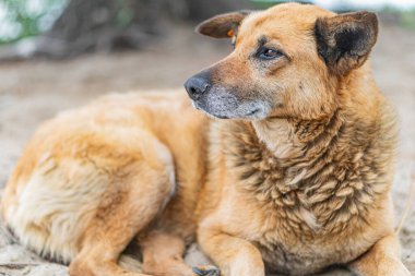 Eski, mat bir köpek kahverengi kürkü, kulağında bir işaretle dağınık bir görünüm, muhtemelen kırsal ya da banliyö bölgesinde, düşük bir perspektiften gerçekçi bir şekilde fotoğraflanmış.