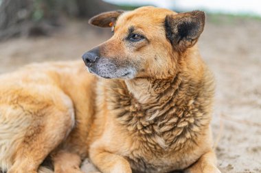 Yetişkin sokak köpeği doğal ortamında, açık kahverengi ceketli, kulağı keçeli, derin düşünceli ifade, açık hava ortamı, yeşil yeşillik arka planı, seyrek çimen ve toprak zemin, gizli fotoğraf tarzı.