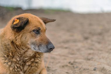 Orta boylu, tüylü, kahverengi bir köpek, bir kulağında işaretle, açık havada poz vermiş, yumuşak ışıklandırmada..
