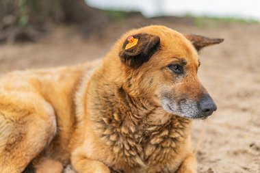 Kulağında işaretli yaşlı sokak köpeği, kırsal kesimde sakin duruş, beyaz göğüs ve koyu benekli mat ceket doğal, dağınık ışıklandırma arka plan