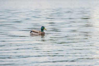 Mallard ördeği bir su kütlesi üzerinde yüzüyor, dalgalı yüzey, yeşil-kahverengi tüyler, doğal batım yeşilliği, uzaklık obje yapısı, soldan sağa hareket, yumuşak alan derinliği, hafif