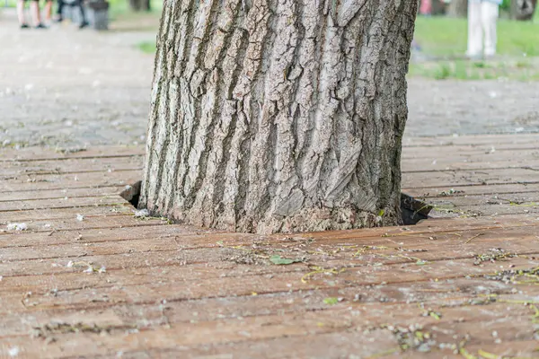 Kalın, yaşlı bir gövdeye sahip bir ağaç, parktaki aşınmış tuğla zemin üzerinde duruyor. Dağılmış yeşil yapraklar, yakın zamanda iki bulanık figürün yakınlarda yürüdüğünü gösteriyor. Olay yeri doğal olarak aydınlanıyor.