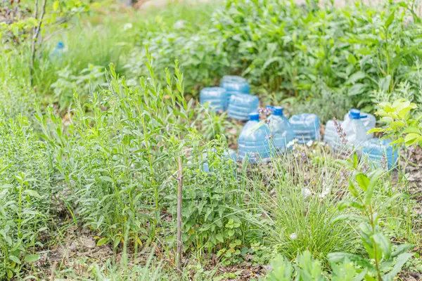 Bahçe işleri için kullanılan yemyeşil bir bahçede, toprakla doldurulmuş mavi plastik kapların toplanması..