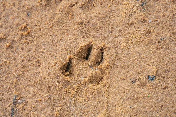 Kumlu arazide tek bir hayvanın ayak izinin yakın plan görüntüsü, farklı ayak parmakları ve topuklu ayakkabı izleri taze görünüyor ya da tenha bir yerde doğal aydınlatma