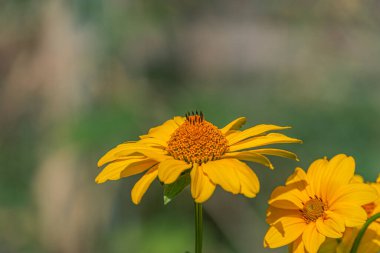 Bir çayırda çiçek açan iki canlı sarı çiçeğin yakın plan görüntüsü bulanık arka planda park veya vahşi çayır ışıklarının gölgelerini oluşturduğunu gösteriyor.