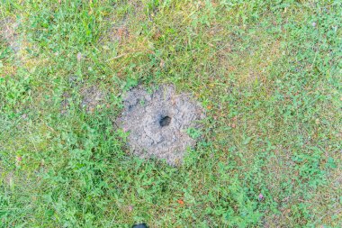 Huzursuz bir toprak tepeciğine yakın bir kuş yuvası ve eski bir Orta Avrupa köyünün yakınlarında bir yaprak. Doğal, gevşek, kuru toprak açık kahverengi renkli.