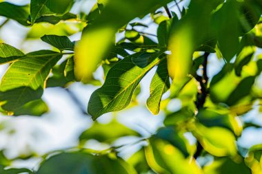 Antik Orta Avrupa köyü, güneşli, bereketli bir ağaç, yumuşak benekli gölgeler, canlı yeşil yapraklar, ılık renkler, metin ya da nesne yok, doğal stil, düşük açı perspektifi vurgulanıyor