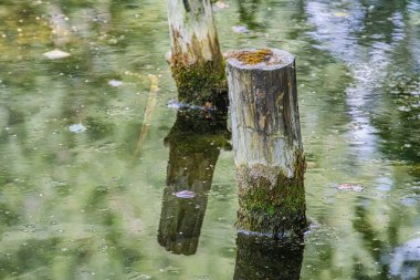 Antik Orta Avrupa köyü sahnesi, sakin su kütlesi, dalmış ahşap direkler, yüzeyde enkaz, yumuşak aydınlatma sabahın erken saatlerinde, yeşil çevre, sakin ortam, peo yok.
