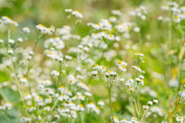 Yoğun paketlenmiş, sarı merkezli küçük beyaz çiçekler. Orta Avrupa çayırlarında. Yumuşak, yayılmış ışık. Beyaz, sarı, yeşil.
