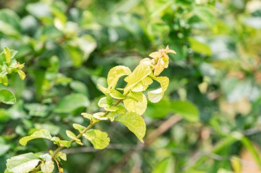 Orta Avrupa 'da eski bir köy ortamındaki sarımsı yapraklı bir bitkiye yakın çekim, sessiz yeşil yapraklı ve yumuşak ışıklandırmalı.