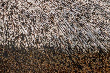 Orta Avrupa 'da bir köyün sazdan yapılma, aydınlıktan koyu sazlığa doğru doğal bir renk değişimine sahip bir çatısı.