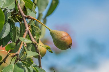 Orta Avrupa 'da bir köyde, bir elma dalına yakın plan, açık mavi gökyüzünün altında üç olgun yeşil elma ve sonbahar yaprakları var.