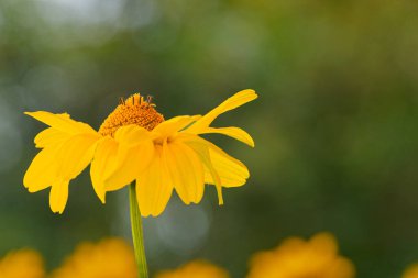 Orta Avrupa 'da yemyeşil, yeşil ve sarı bir çayırın ortasındaki canlı sarı papatyanın yakın çekimi yukarıdan çekilir ve her çiçeğin ve onların kolektif büyükannesinin bireysel güzelliğini vurgular.