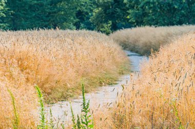 Olgun buğday tarlalarının arasından geçen kırsal bir manzara, sonbaharın sonlarına doğru solda gür ağaçlar ve çalılar, sağda kuru otlar lastik izleri olan aşınmış yollar.