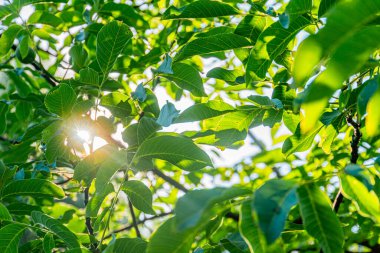 Orta Avrupa 'nın eski bir köyünde yemyeşil bir ağaç tepeciğinin altından manzara. Sıcak, yaprakların arasından süzülen güneş ışığı gölgeler ve aydınlık alanlar arasında farklılık yaratır.