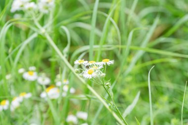 Yeşil çayır üzerindeki karahindibanın çeşitli aşamalarındaki yakın görüntüsü, doğal aydınlatma, samimi bir tarz.