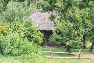 Yeşilliğin ortasında tuhaf sazdan çatı, olgun kırmızı elmalı elma ağacı, dikey çit, parlak doğal aydınlatma, canlı renkler kırmızı, yeşil, toprak tonları, hafifçe yükselmiş perspektif,