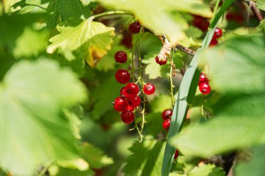Orta Avrupa 'da yemyeşil bir çayırda yemyeşil yemyeşil böğürtlen arasında, aşağıdan bir perspektif ile yakın plan.