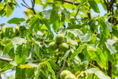 Orta Avrupa 'da eski bir köyde çiçek açan bir elma ağacının yakın plan görüntüsü, gündüz vakti açık gökyüzünün altında yemyeşil yapraklar ve olgun kırmızı elmalar sahneyi yumuşak gölgeler ve canlı elmalarla kaplıyor.