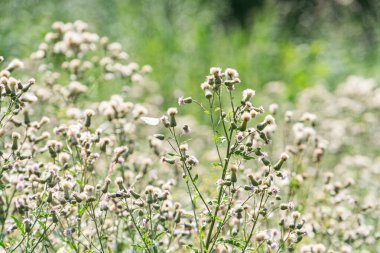 Çiçeklerle, yumuşak gölgelerle, yemyeşil, açık gökyüzü, canlı renklere pastel, dayanıklı saplarla dolu renkli bir çayırın yakın görüntüsü.