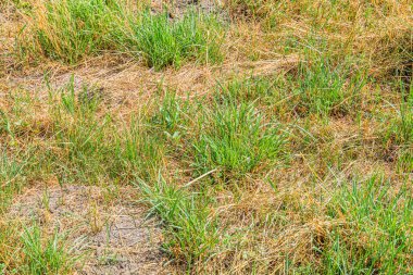 Doğal ışık altında uzun, yeşil ve sarı otların hakim olduğu bir Avrupa çayırının yakın görüntüsü. Görünür nesneler veya insanlar yok, manzaranın dokusuna ve rengine odaklanmış.