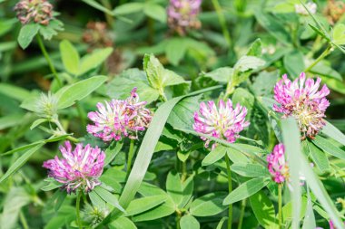 Orta Avrupa 'da bir çayırda pembe yonca çiçeklerine yakın plan, sığ alan derinliği ve doğal ışıklandırma
