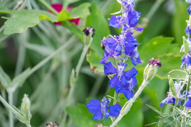 Orta Avrupa çayırlarında beyaz merkezli canlı mavi çiçeklerin yakın plan, zıt yeşil arkaplan üzerine kurulmuş görüntü hafif açılı bir perspektiften alınmıştır ve sığ bir dep 'e sahiptir.
