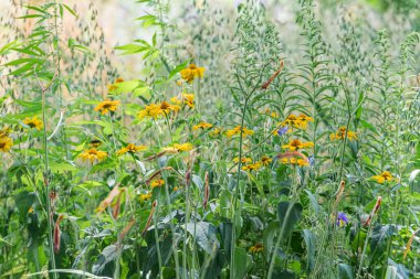 Uzun otlar ve kır çiçekleriyle canlı Orta Avrupa çayırları, değişik renkler, şekiller ve boyutlarda tomurcuklardan tomurcuklanmışlara kadar değişen çiçekler, yumuşak yayılmış güneş ışığı altında hiç insan yok.