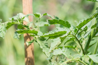 Genç bitki türlerinin bulunduğu çeşitli Orta Avrupa çayırlarına yakın çekim, olgunlaşmış meyveleri, çeşitli büyüme şekillerini ve dokularını gösteren baskın domates bitkisi, toprak arka plan, canlı renkler