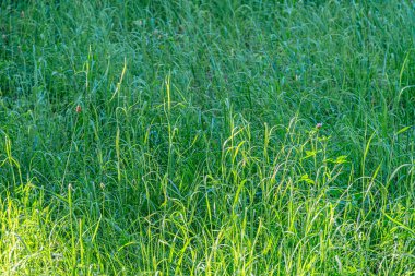 Bereketli, yeşil çayır, dağınık çimenler ve dağınık bitkiler, benekli güneş ışığı filtresi, sığ alan fotoğrafçılığının derinliği, çeşitli flora, rahatsız edilmemiş doğal ortam, huzur, bol miktarda