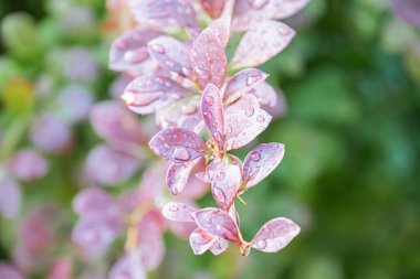 Pembe, nemli bir yaprağın yakın plan doğal ışıklandırmada diğer bitkilerin bulanık arkaplanı su damlacıkları, renk kırılması ve yaprak dokusu detaylarına vurgu yapıyor.