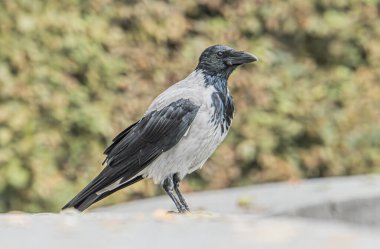 Şehir parkının ortasında beton bir güvercin duruyor, aşağıya bakıyor, muhtemelen görülmemiş bir şeyi merak ediyor. Görüntü, yumuşak ve dağınık bir öğleden sonra aydınlatmasında gerçekçi bir şekilde yakalanıyor.