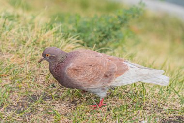 Kentsel bir arka planda, kanatlarını katlamış, yerleşmiş ya da uçmaya hazırlanan gri-kahverengi bir güvercin. Perspektif yukarıda ve hafifçe yandan, kuş ve şehri gösteriyor.