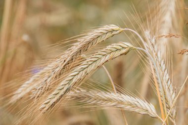 Olgun bir buğday sapının yakın çekimi, bulanık arkaplan, sarımsı kahverengi renk, sıkıca paketlenmiş çekirdekler, dağınık ışık
