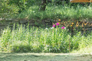 Antik Orta Avrupa köyünün bahçe sahnesi gür yeşillik, çiçek açan çiçekler pembe, turuncu, taş duvar zemin, küçük çardak bopergola, yumuşak ışıklandırma, metin ya da insan yok