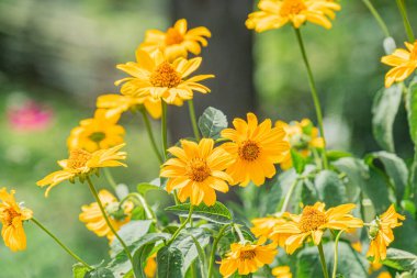Orta Avrupa çayırlarında çeşitli sarı çiçeklerin yakın plan görüntüsü, doğal çeşitliliği gösteriyor. Işık, yeşil arka plan, gerçekçilik tarzı, sükunet, bozulmamış sahne